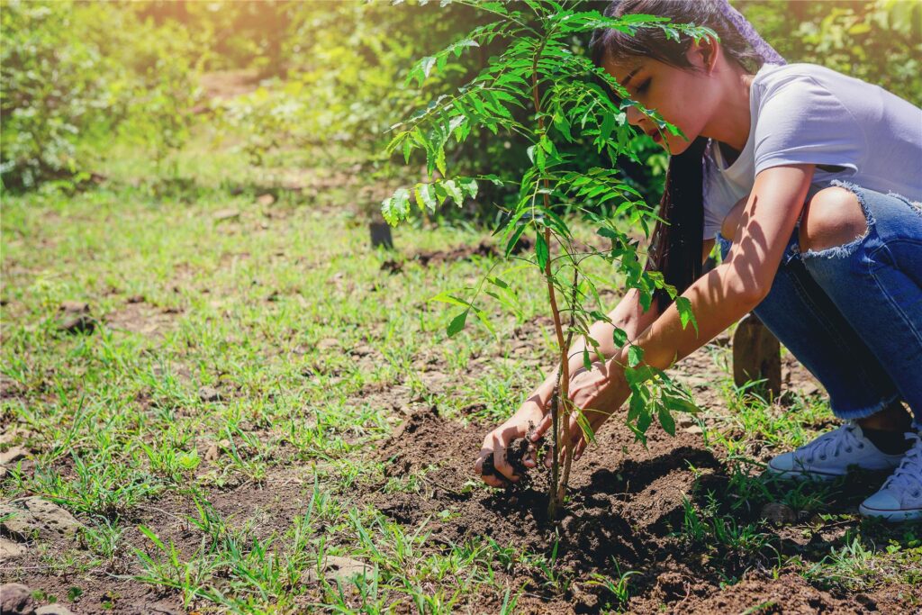 frau pflanzt einen baum frau pflanzt einen baum