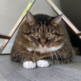 Ein wenig schüchtern ist Pia noch. Sie muss sich an Besuch erst gewöhnen. Wenn der allerdings weg ist, folgt sie ihrem Frauchen Inge Chihaia auf Schritt und Tritt.