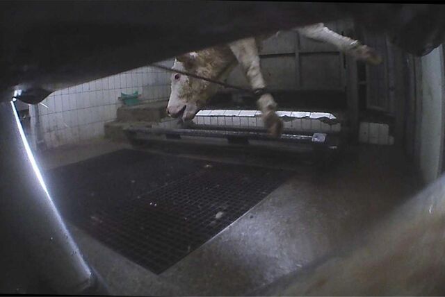 Das Rind hängt kopfüber in der Schlachthalle. Eigentlich müsste es längst betäubt sein. Es handelt sich hier um einen Screenshot aus einem Video, das Soko Tierschutz veröffentlich hat. Es soll in dem Schlachtbetrieb Prott entstanden sein.