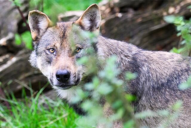 Ein Wolf
