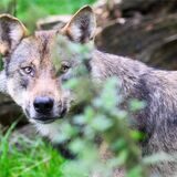 Ein Wolf