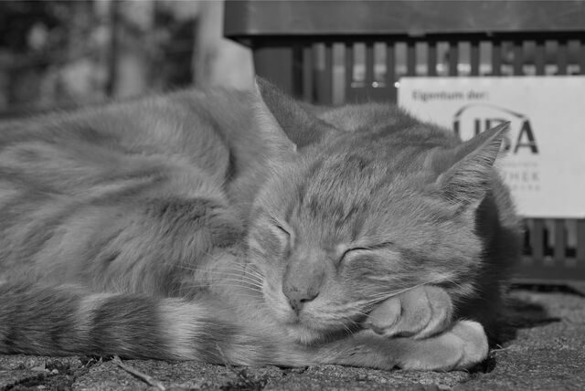 Die über das Augsburger Universitätsgelände streunende CampusCat im Jahr 2019. Der rote Kater Leon war das Maskottchen der Hochschule und hatte Tausende Follower im Internet. Nun ist die Katze im Alter von 16 Jahren gestorben.