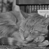 Die über das Augsburger Universitätsgelände streunende CampusCat im Jahr 2019. Der rote Kater Leon war das Maskottchen der Hochschule und hatte Tausende Follower im Internet. Nun ist die Katze im Alter von 16 Jahren gestorben.