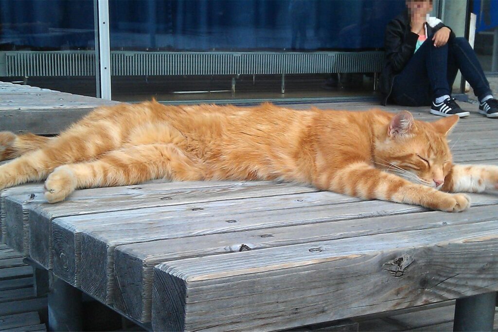 Das undatierte Foto zeigt eine Katze auf dem Gelände der Universität Augsburg (Bayern). Die Augsburger Universität hat mehr als 18 000 Studenten - und eine Campuskatze. Dank Facebook ist das Tier eine kleine Berühmtheit geworden