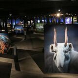 Ein Blick in die Ausstellung „Das zerbrechliche Paradies“ im Gasometer Oberhausen.