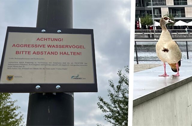 Ein Warnschild und eine Gans auf einer Mauer