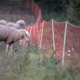 Schafe stehen hinter einem wolfsabwehrenden Elektrozaun.