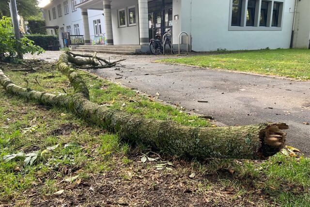 Ast auf dem Weg. Stadtpark Schwerte