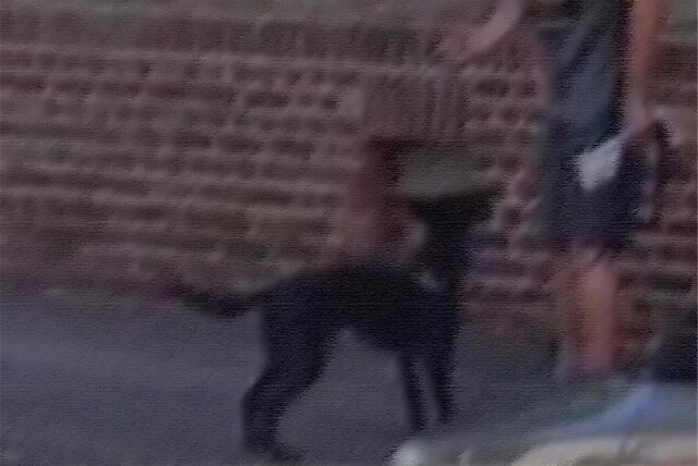 Mann mit Hund
