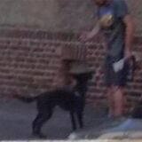 Mann mit Hund