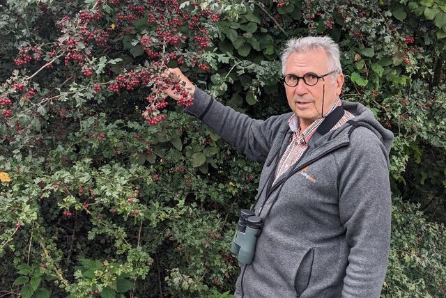An einer grünen Hecke hängen viele rote Beeren. Thomas Griesohn-Pflieger hält einen Zweig davon in der Hand.