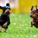 Zwei Hunde rennen über eine Wiese.