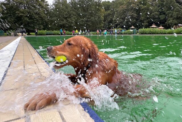 Ein Hund holt einen Ball aus dem Wasser im Freibad