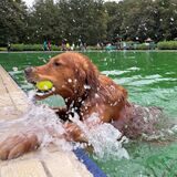 Ein Hund holt einen Ball aus dem Wasser im Freibad