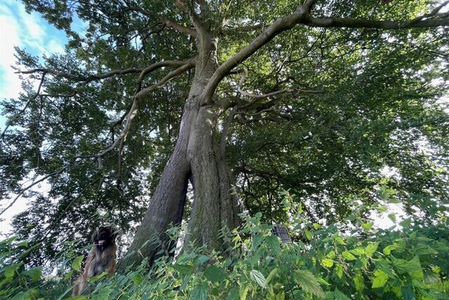 Breitbeinig steht die Napoleonsbuche auf dem Acker in Gahmen. Der regenreiche Sommer 2023 hat ihr gutgetan. Dennoch ist nicht zu übersehen, wie sie unter den Folgen des Klimawandels zu leiden hat.