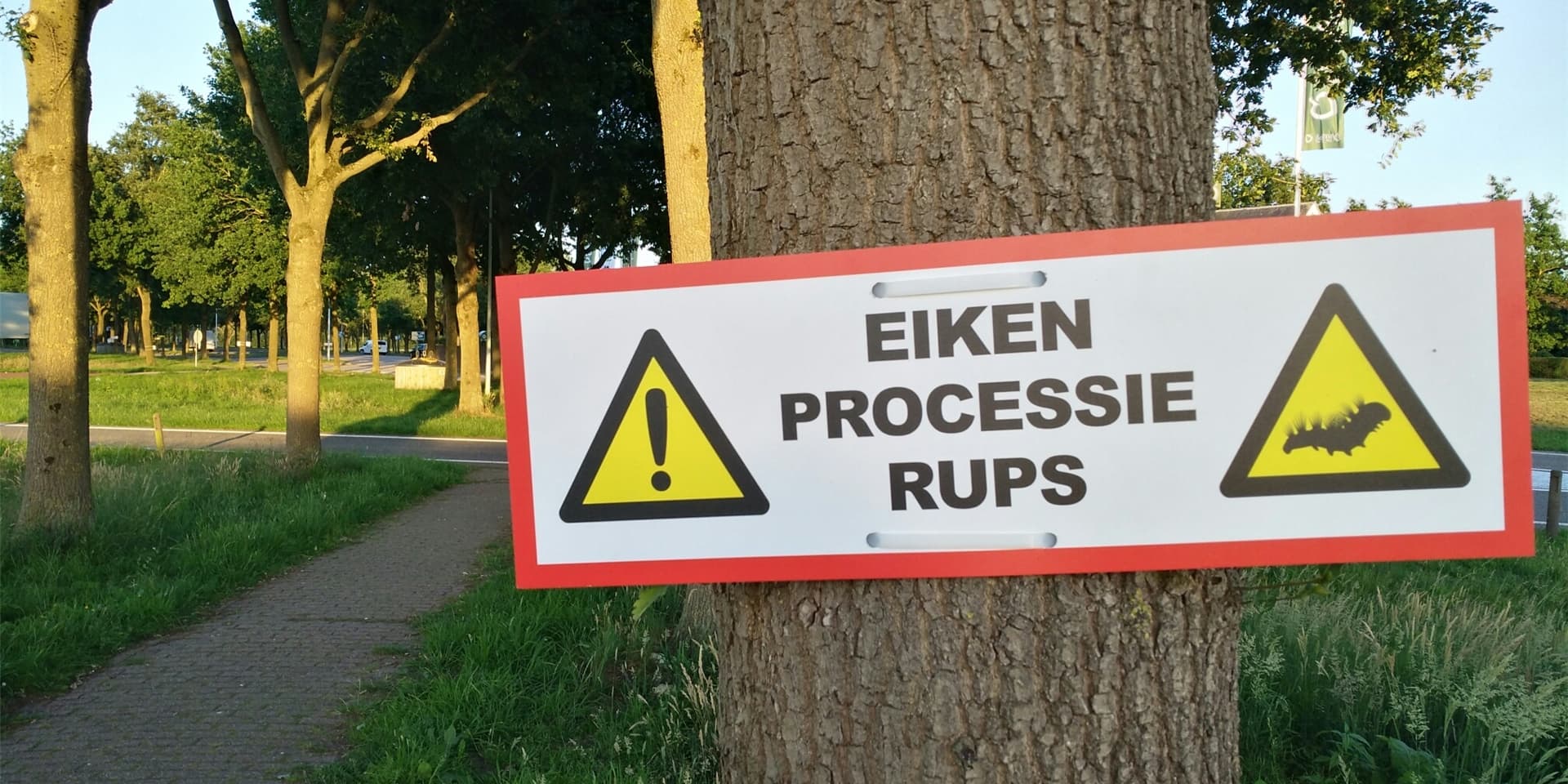 In Nachbarländern wie Holland, darauf weist die CDU in ihrem Antrag hin, werde der Eichenprozessionsspinner bereits professionell mit Fressfeinden bekämpft.