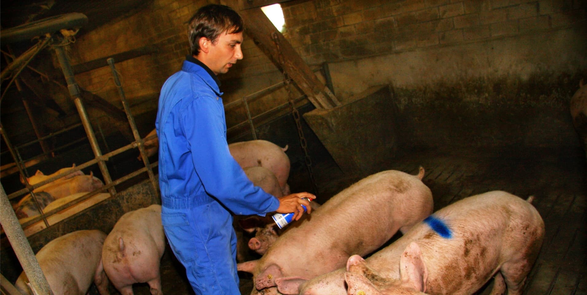 Hubert Glitz zeichnet auf diesem Archiv-Foto die für den Schlachthof ausgewählten Schweine an.