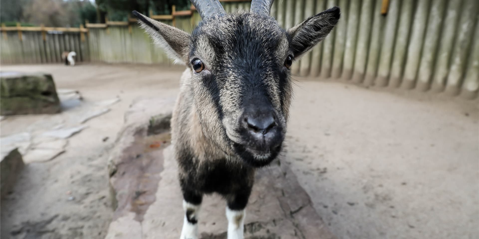 Die Ziegen im Dortmunder Zoo dürfen nun wieder gestreichelt werden.