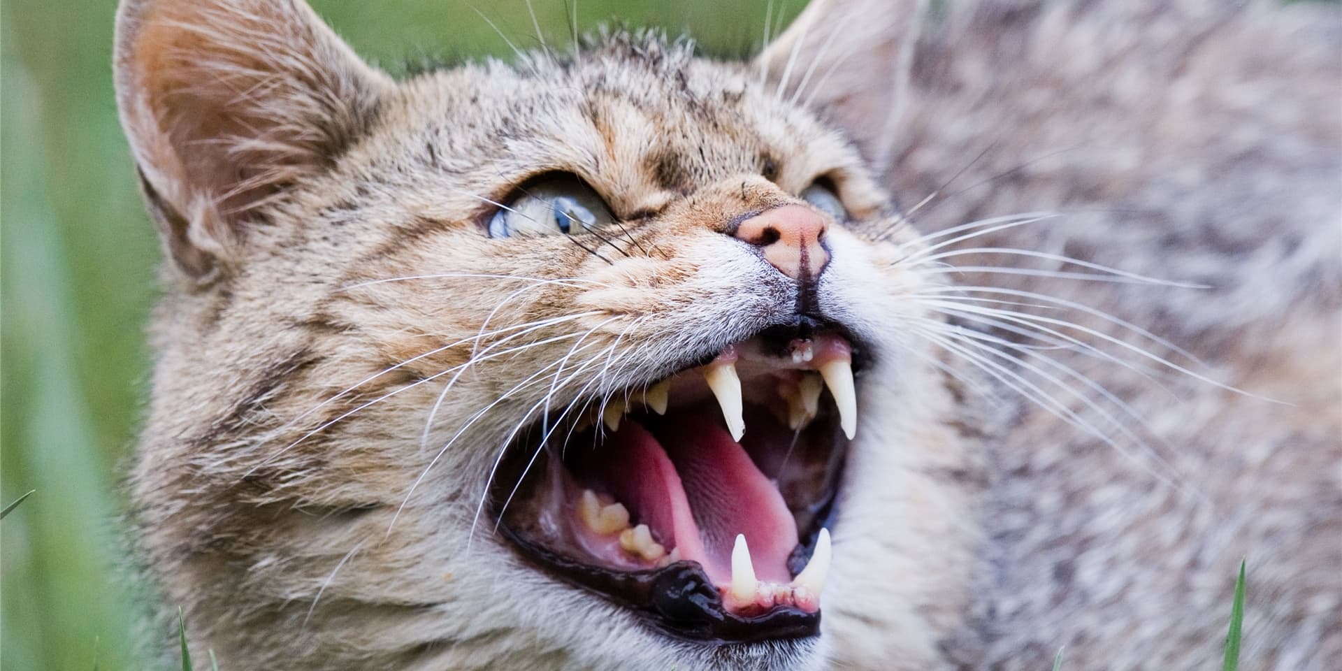 Das Wildkatzengehege im Dortmunder Zoo ist wieder zugänglich.