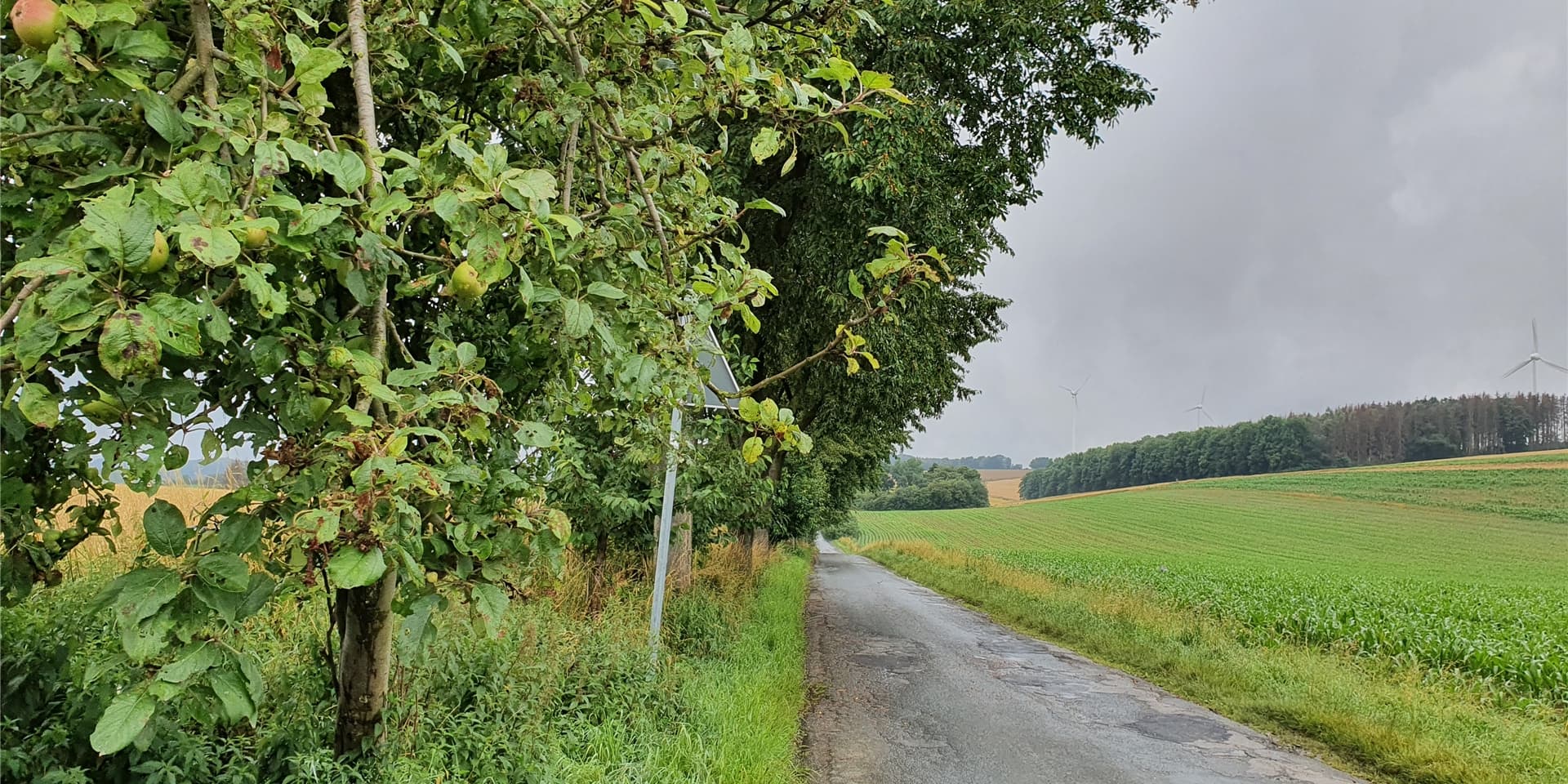 Wer in Bausenhagen spazieren geht, wird viele Obstbäume am Wegesrand entdecken.