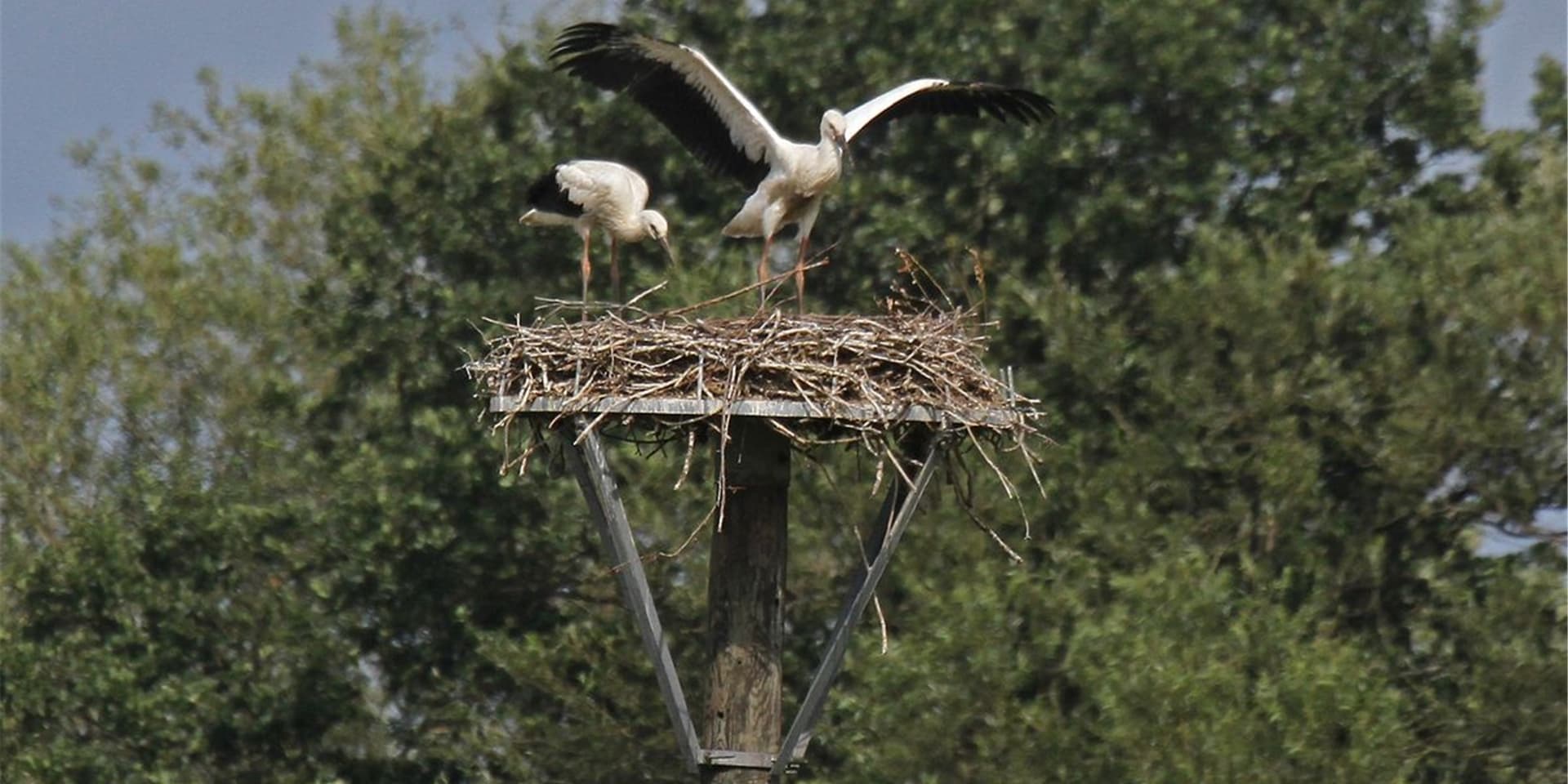 Die jungen Vögel trainieren fleißig ihre Flugmuskulatur. Jede Minute könnten sie den ersten Sprung in die Tiefe wagen – und das erste Mal über die Kiebitzwiese fliegen.