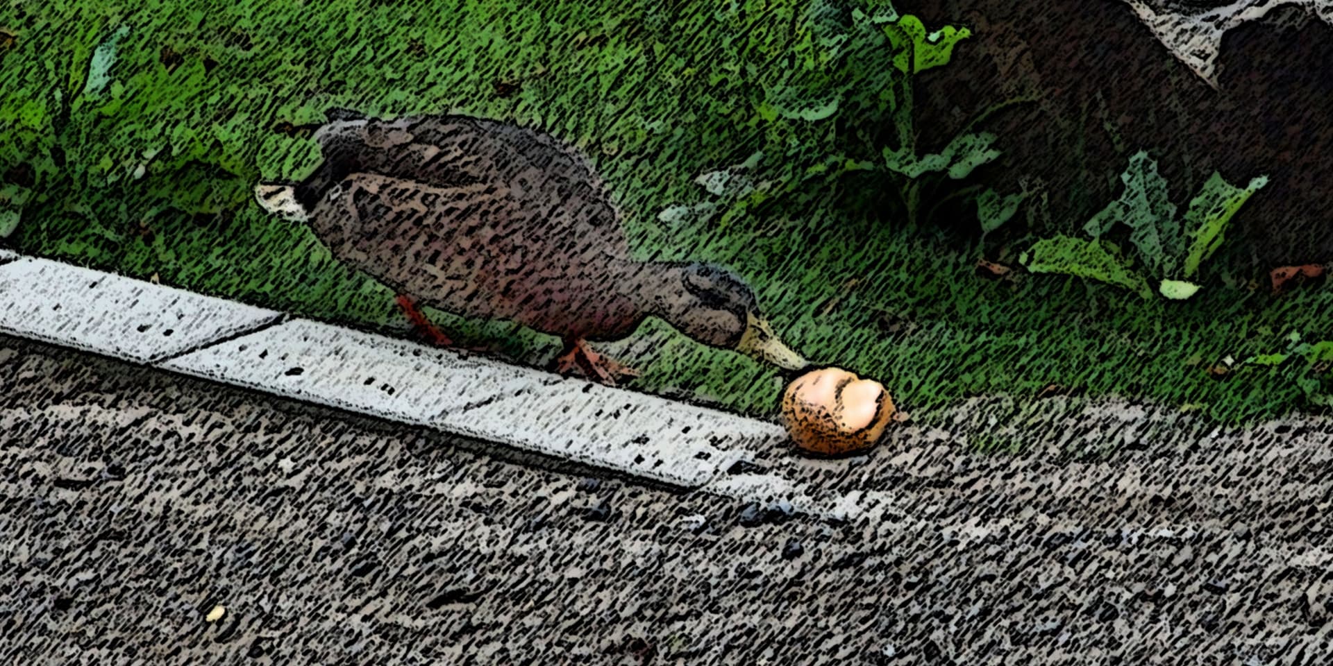 Selbst ganze Brötchen werfen Menschen den Enten hin, die damit natürlich nichts anfangen können. Aber vielleicht die Ratten.