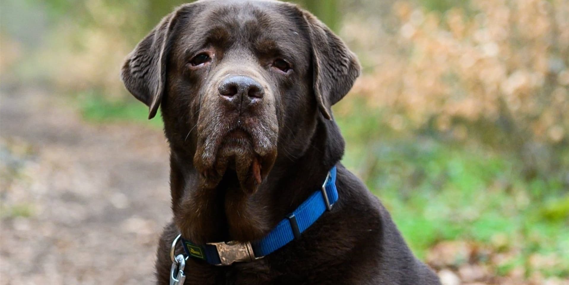 Das Foto zeigt einen neun Jahre alten Labrador Retriever. Laut Polizei-Angaben handelt es sich bei dem Tier, das in Bergkamen ein Baby und ein Kleinkind durch Bisse schwer verletzt hat, um einen schwarzen, ausgewachsenen Labrador.