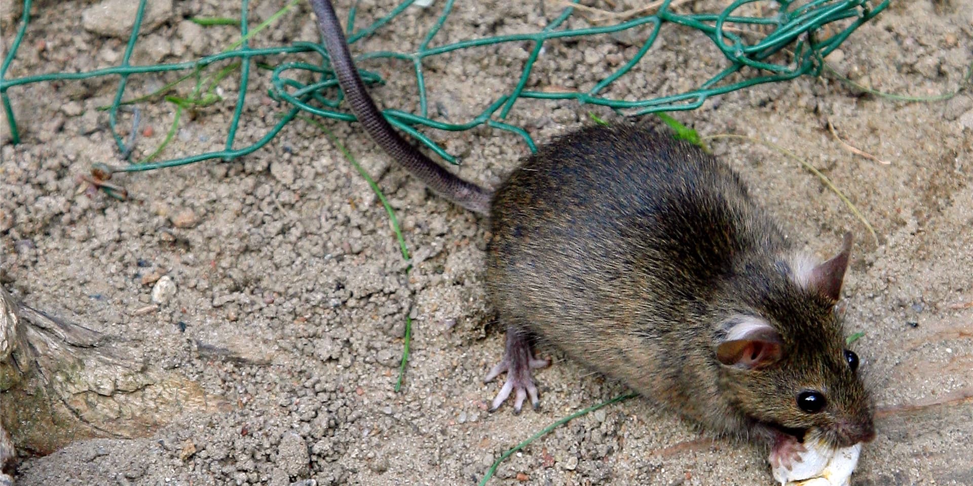 So putzig sie aussehen mögen: Die Ratten in Holzwickede können Krankheiten übertragen. Die Gemeinde sagt den Nagern den Kampf an.