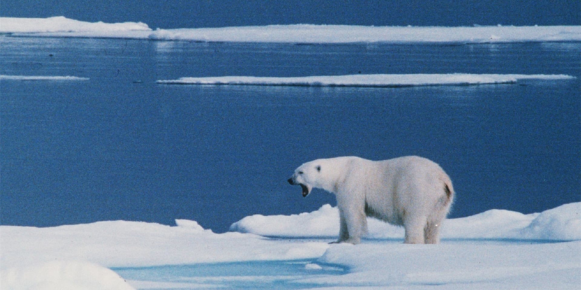 In Norwegen hat ein Eisbär einen Mann getötet (Symbolbild).