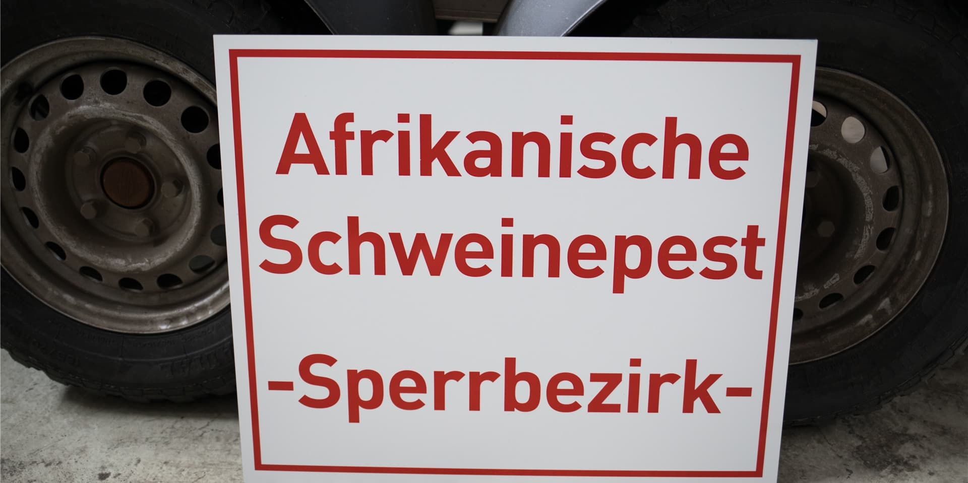 Die Afrikanische Schweinepest hat Deutschland erreicht: Ein in Brandenburg tot aufgefundenes Wildschwein war an der Virusinfektion erkrankt. (Symbolfoto)