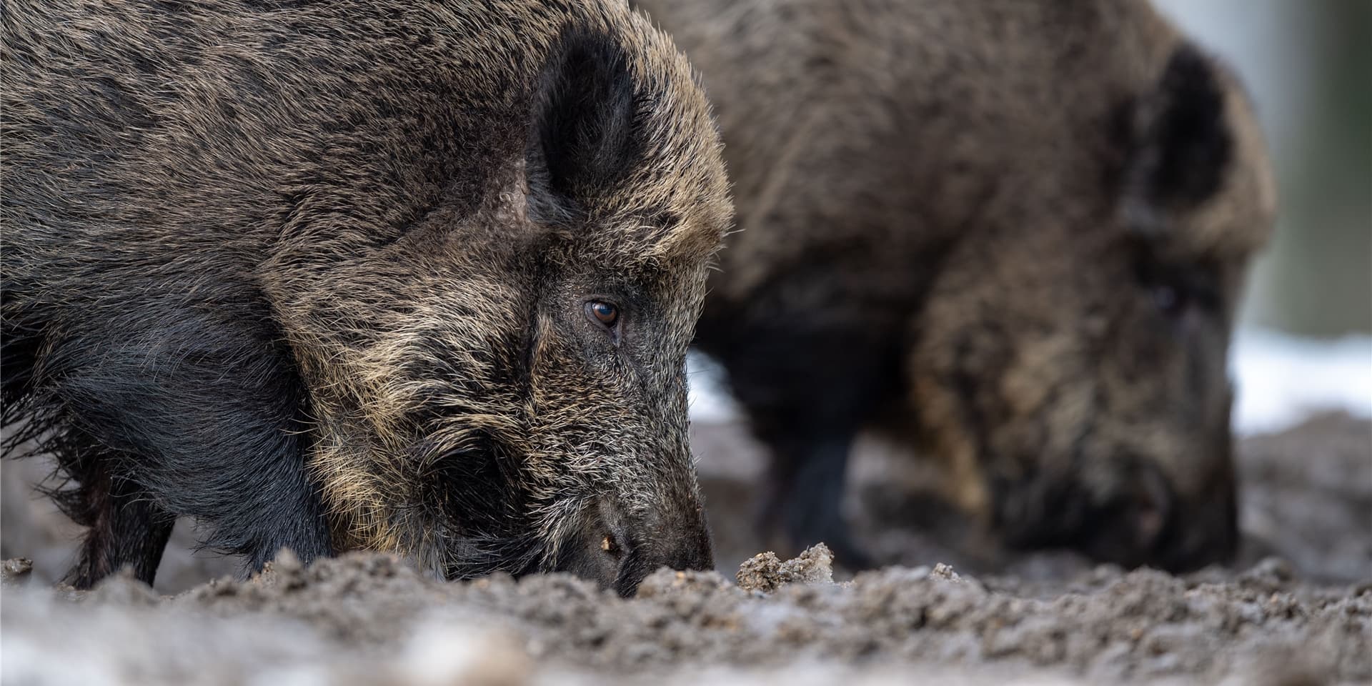Die Afrikanische Schweinepest (ASP) befällt derzeit Haus- und Wildschweine gleichermaßen, und es gibt kein Heilmittel dafür.