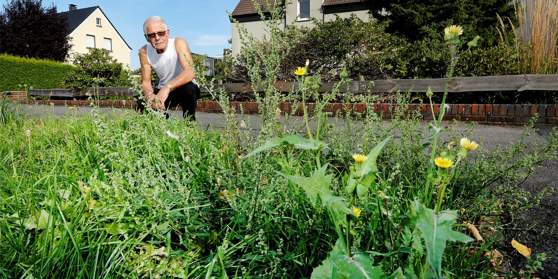 Löwenzahn und Pusteblumen machen sich auf dem Grünstreifen vor Gerhard Wetterlings Haus breit. Bei Westwind wehen ihm die Fallschirme der Pusteblumen in den Garten. Die Stadt sagt, dass dort bald gemäht wird, allerdings besteht dort keine Gefahr für den Verkehr.