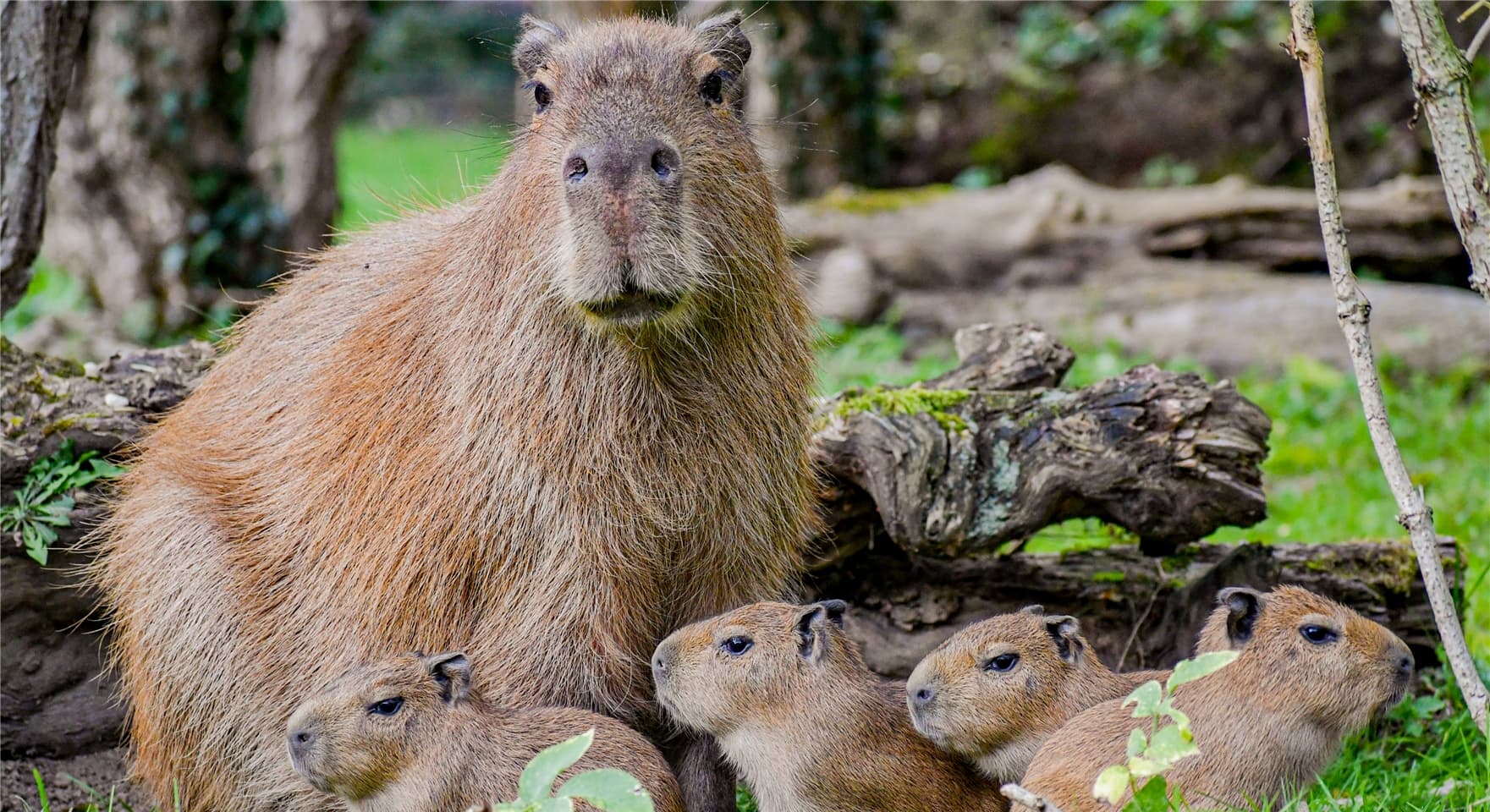 Die vier jungen Capybaras und ihre Mutter Daniela.