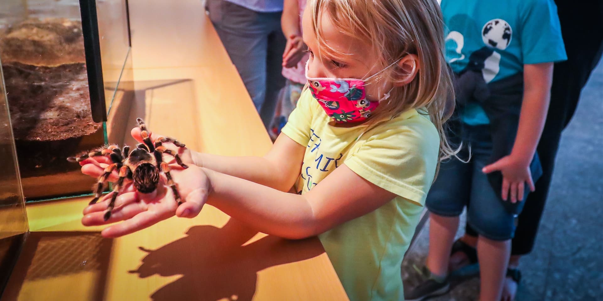 Auch hautnahen Kontakt mit einer Vogelspinne bekamen die Museumsnacht-Besucher im frisch eröffneten Naturmuseum Dortmund.