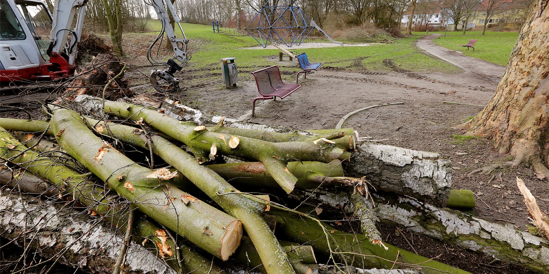 Baumfäll – und Schnittarbeiten im Luisenpark Anfang des Jahres: Jetzt wird dort wieder die Kreissäge geschwungen, damit der Park heller und sicherer wird. (Archiv)
