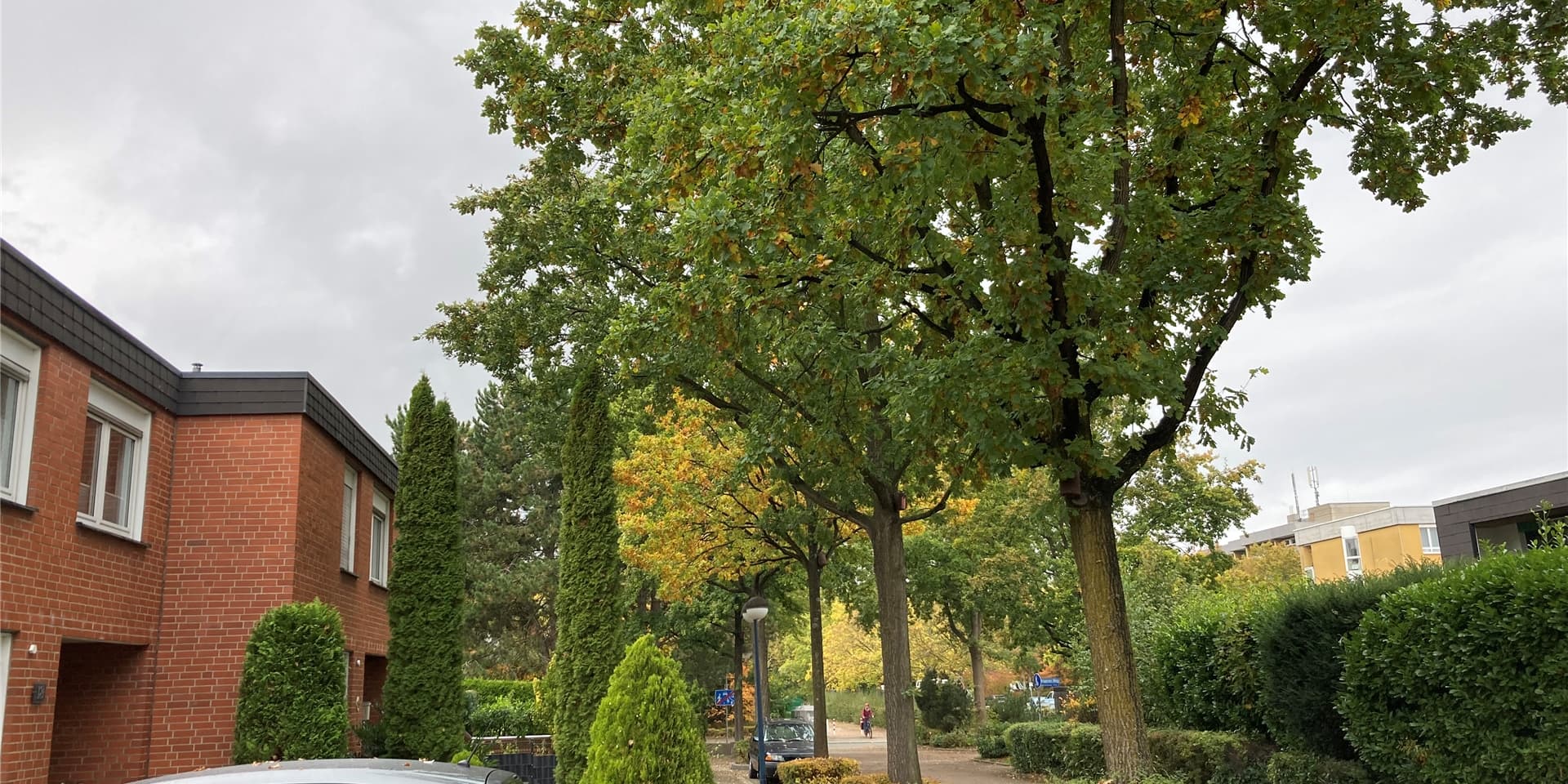 Die Eichen im Düsseldorfer Weg stehen auf Gemeindegrund, die Äste reichen jedoch auch in die Vorgärten der Anwohner. Zur Zeit regnet es nicht nur Blätter, sondern auch Eicheln.