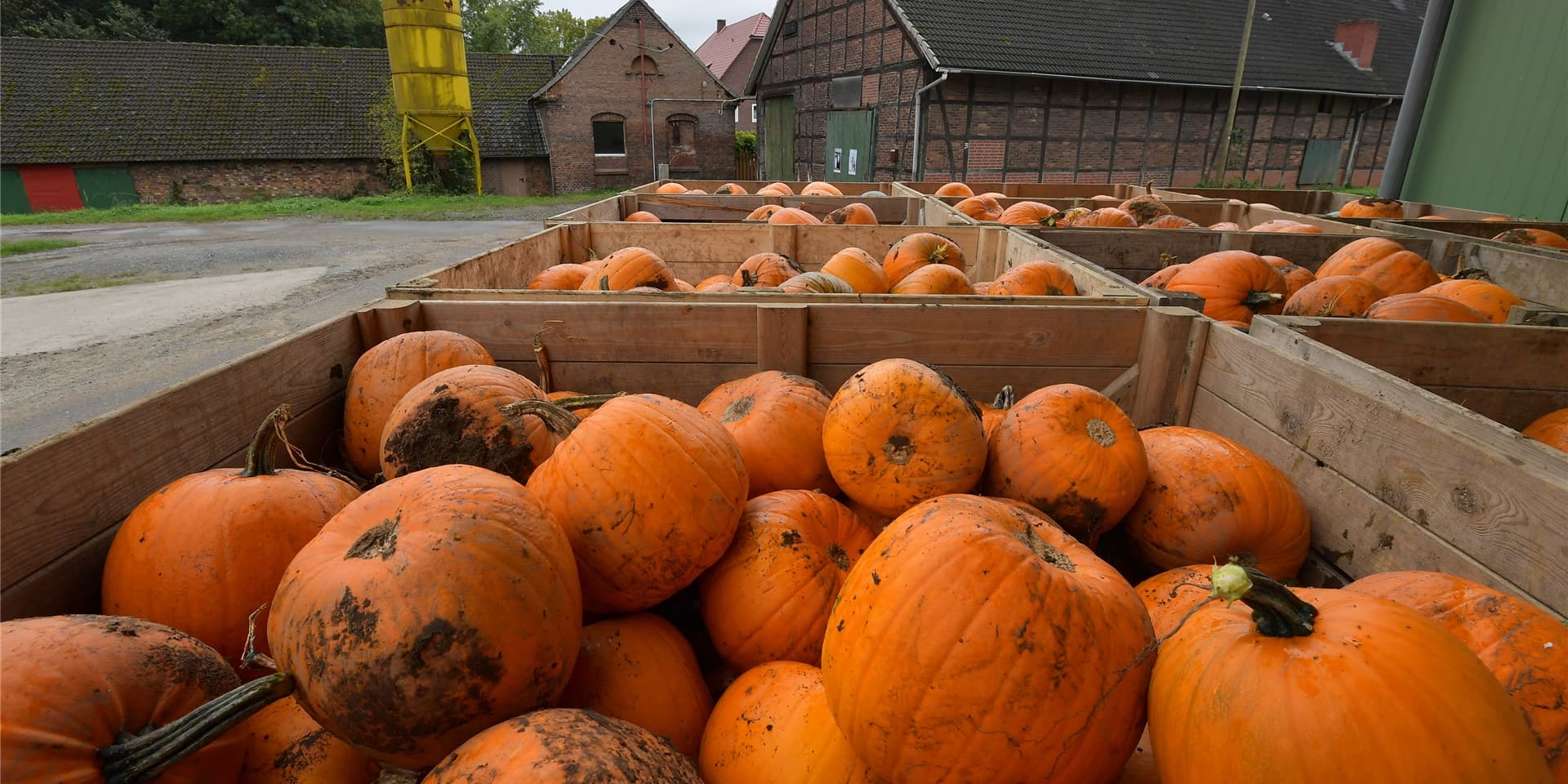 Ernte der Halloween-Kürbisse auf Hof Schulze Altcappenberg im Oktober.