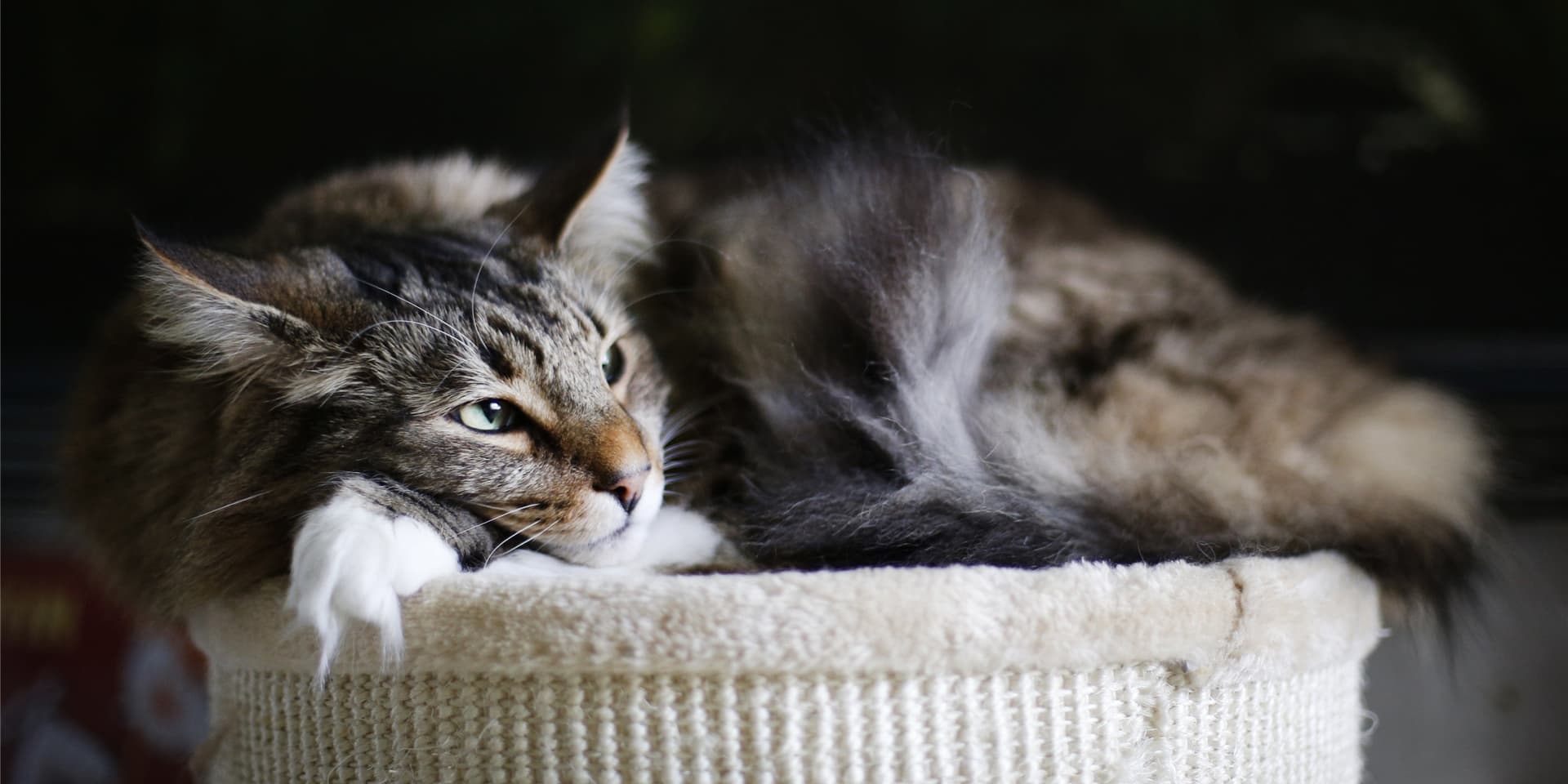Katzen können sich mit dem Coronavirus infizieren, nachgewiesene Fälle müssen dem Friedrich-Loeffler-Institut gemeldet werden.
