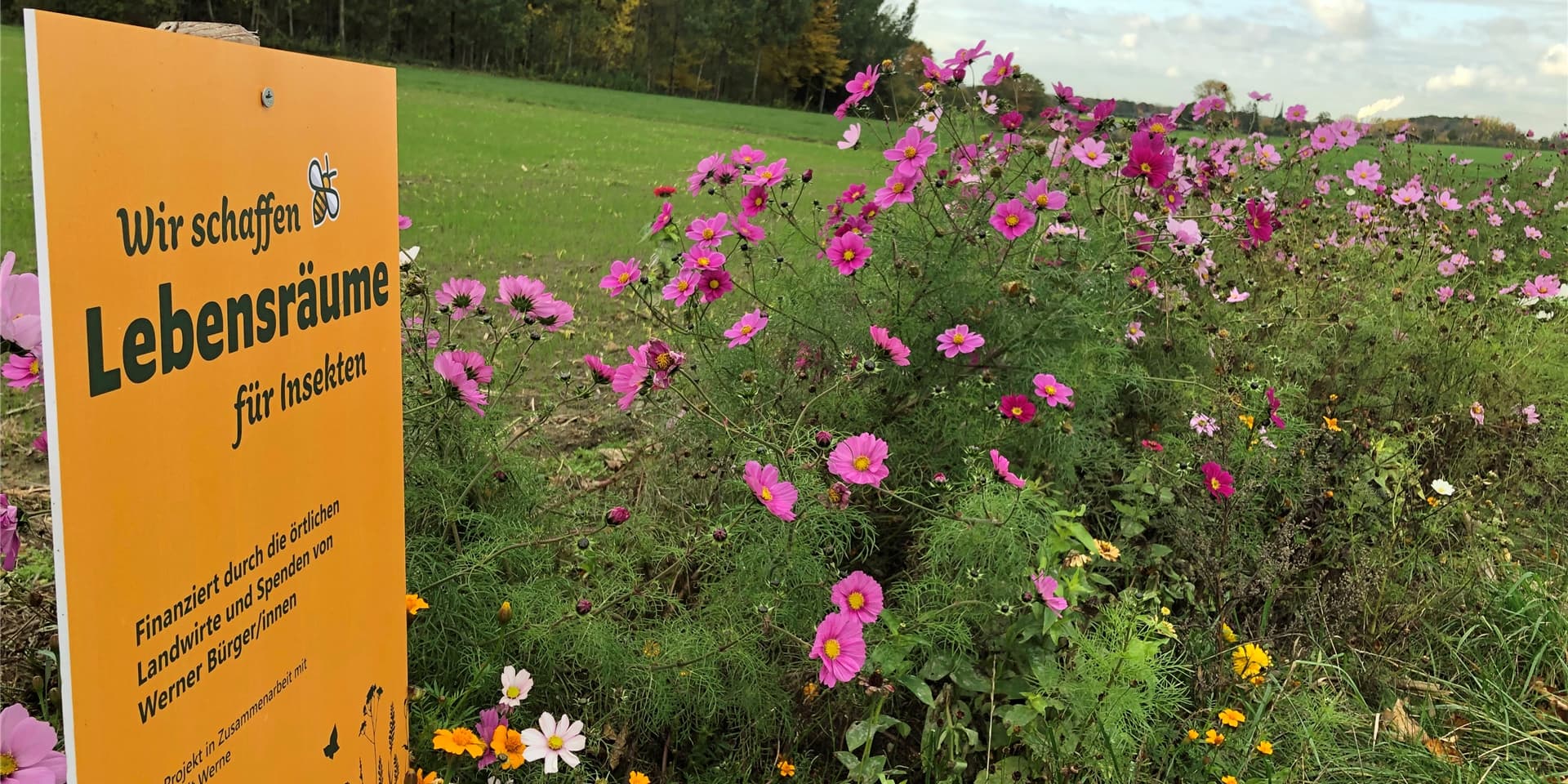 Mit letzter Kraft stemmen sich die Blumen des Blühstreifens am Kiwitzheidweg gegen die Herbstkälte.