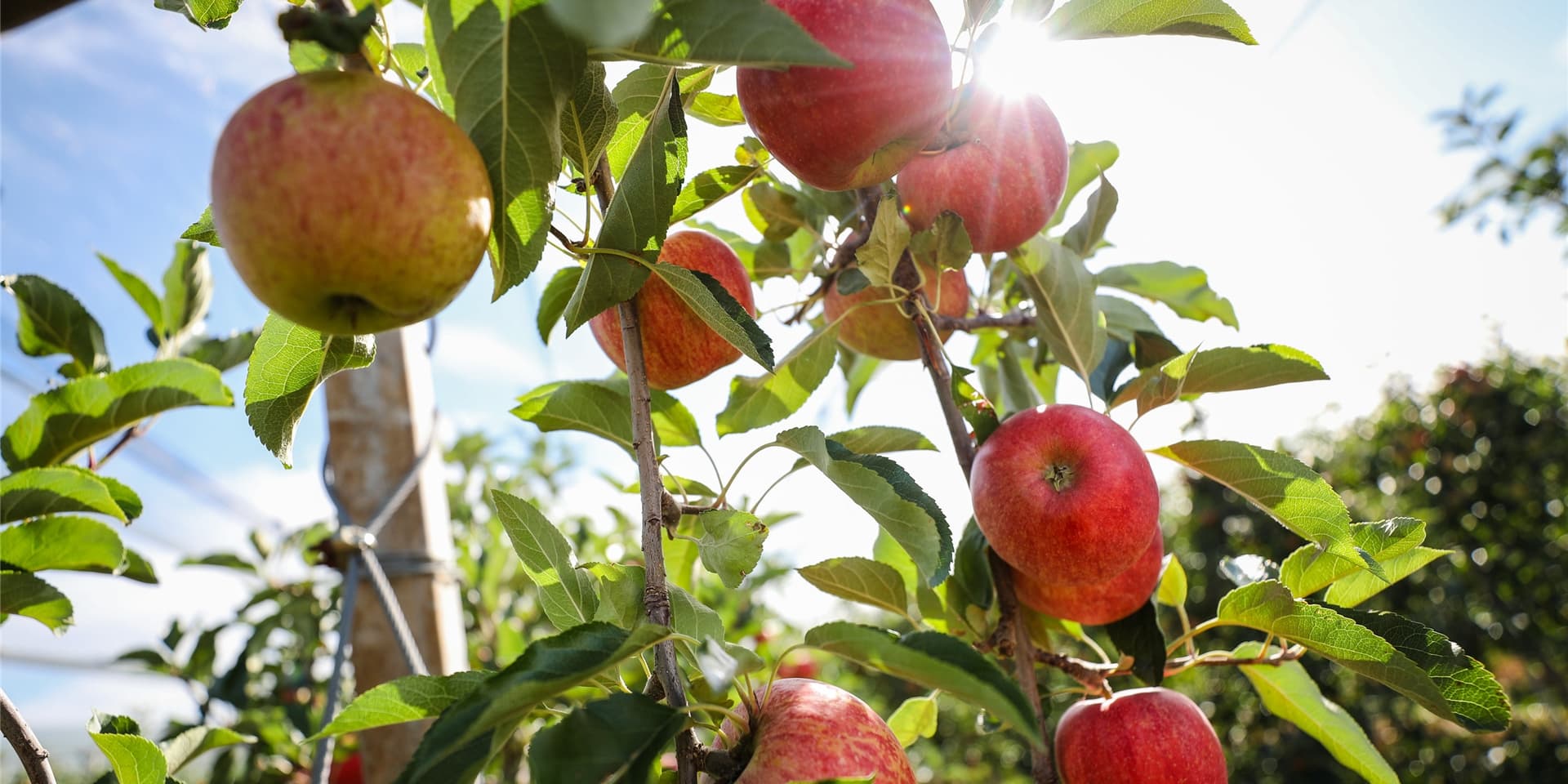 100 Obstbäume verschenkt die Stadt Unna an ihre Bürger – vorausgesetzt, sie haben den passenden Platz dafür in ihrem Garten.