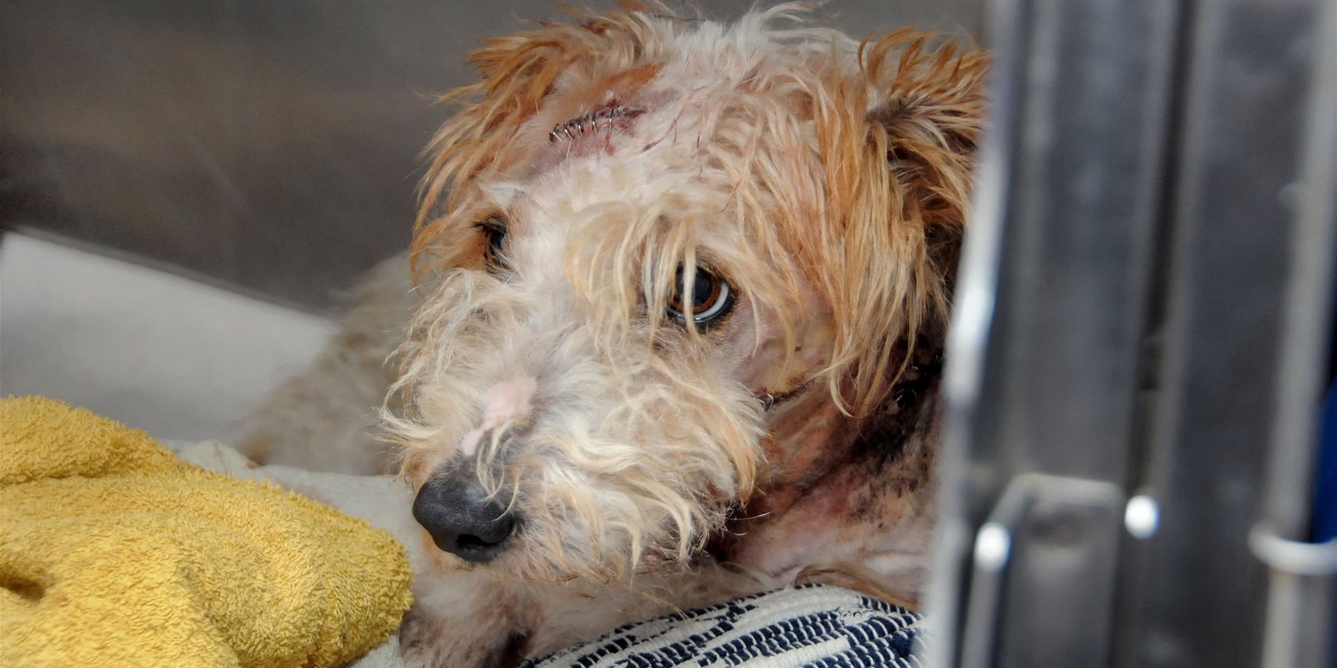 In einer dreieinhalbstündigen nächtlichen Operation rettete Dr. Stefan Wolf dem von großen Hunden angegriffenen Terrier-Mix Steini das Leben.