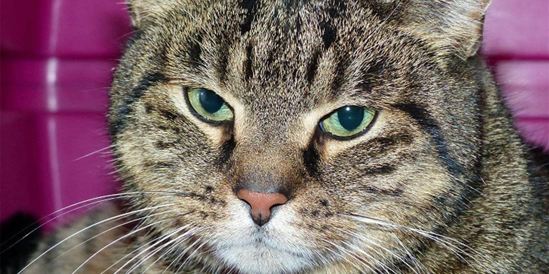 Hunde sind derzeit besonders gefragt, aber auch andere Haustiere wie Katzen oder Kaninchen.