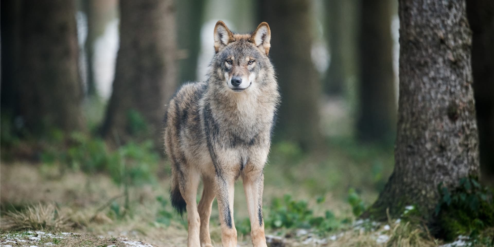 Wölfe kommen in NRW immer häufiger vor – und sorgen für hitzige Debatten über Tierschutz und Abschuss.