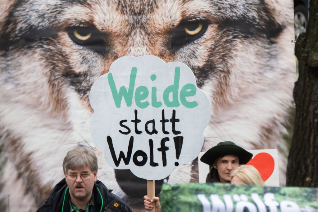 Einige Landwirte sehen ihre Tierbestände von den Wölfen bedroht.