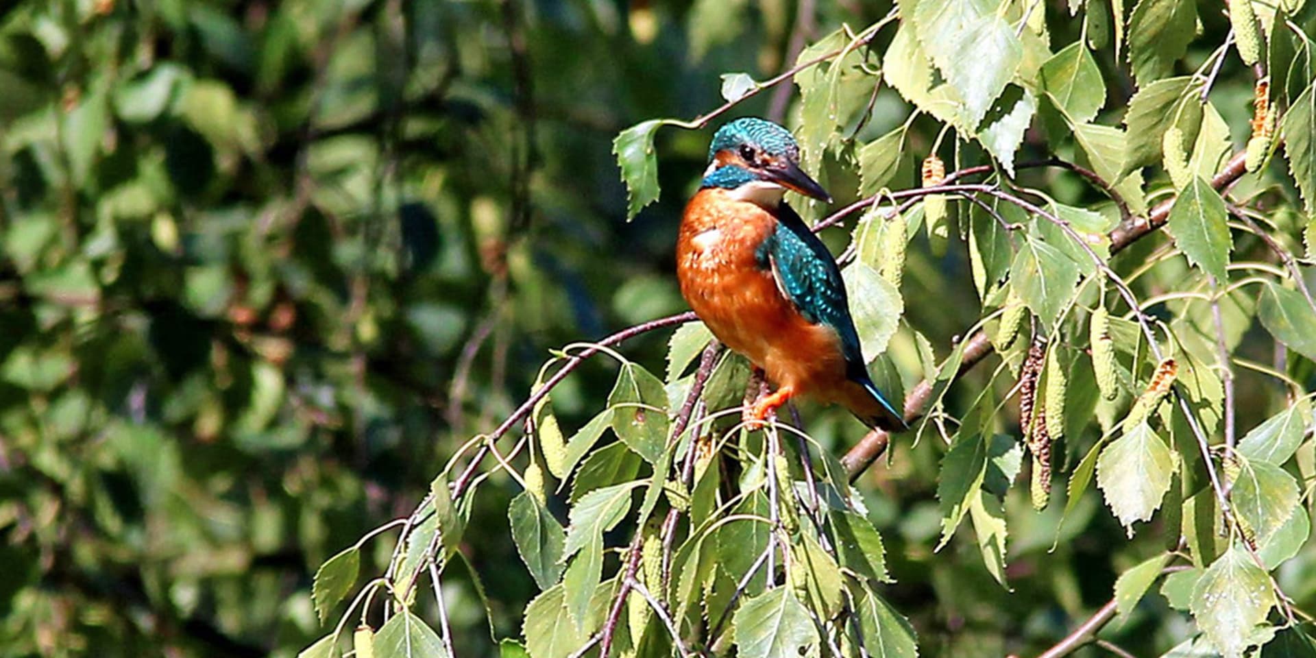 Ein Eisvogel am Stadtsee Werne  im Jahr 2020. Zu sehen ist ein Weibchen (das erkennt man an dem zweifarbigen Schnabel, der ist unterhalb orange, beim Männchen komplett schwarz gefärbt).