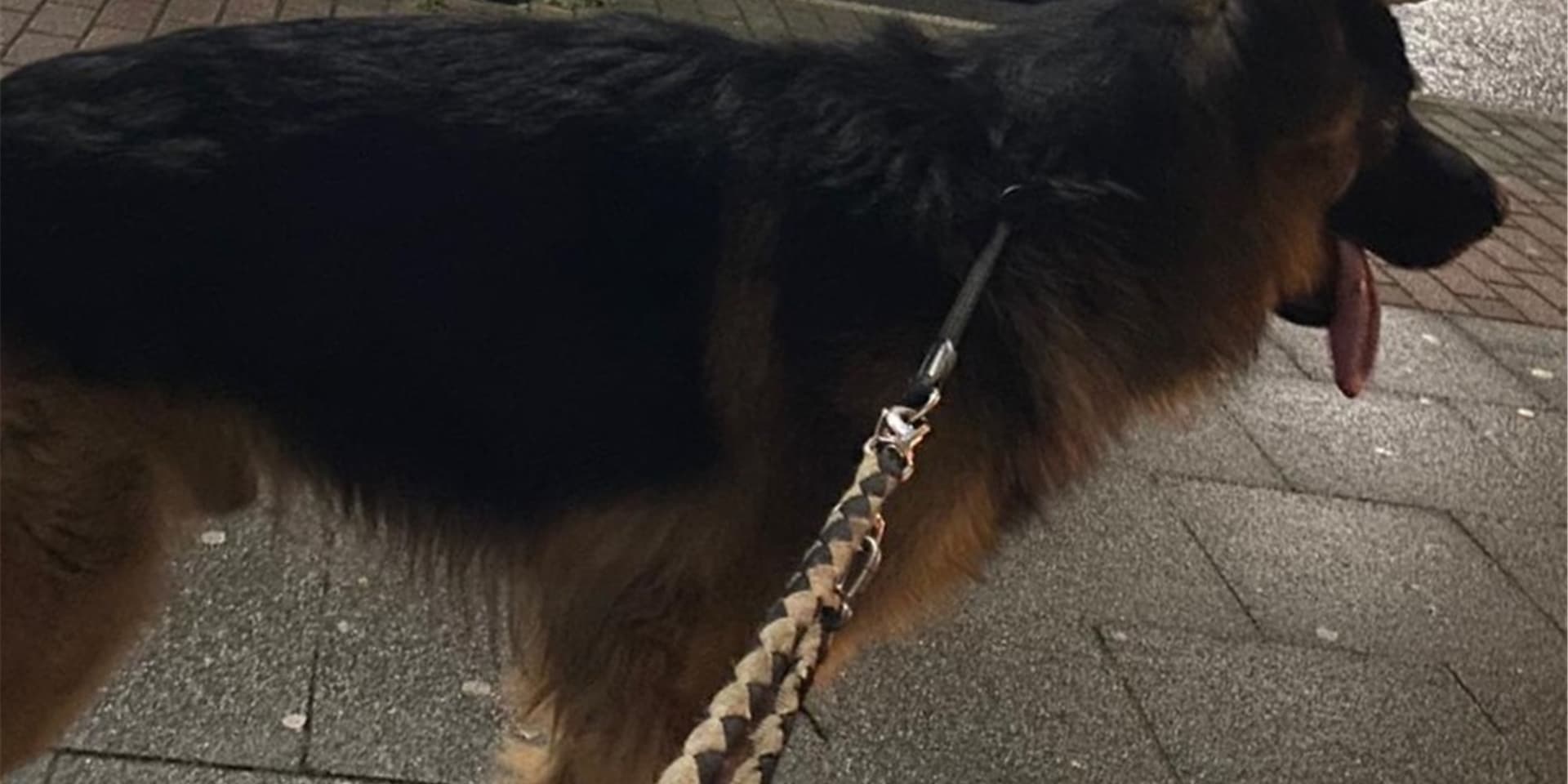 Der Schäferhund war laut Diana Bukowski stark am zittern und abgemagert.