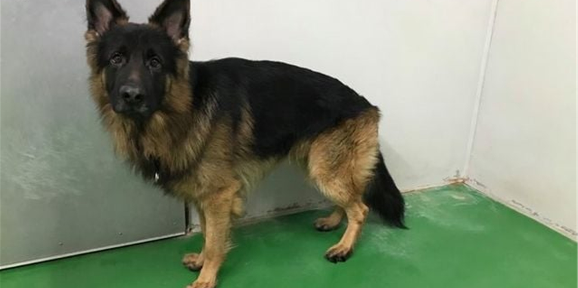 Die gute Nachricht: Der Schäferhund ist wohlauf, sein Name ist Pedro. Doch sein Halter hat sich noch nicht beim Tierheim gemeldet.