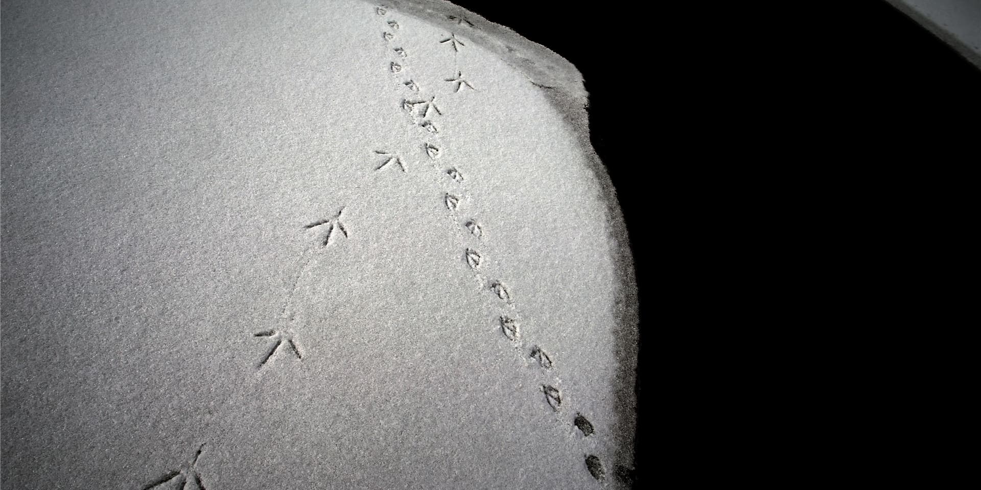 Welches Tier war das denn? Bei einer Spurensuche im Schnee können Kinder viel lernen.