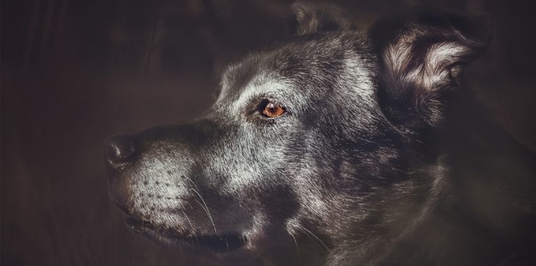 Ob Mops oder Rottweiler, das war egal. Alle Selmer Hundehalter konnten ihre Vierbeiner für den Kalender vorschlagen.