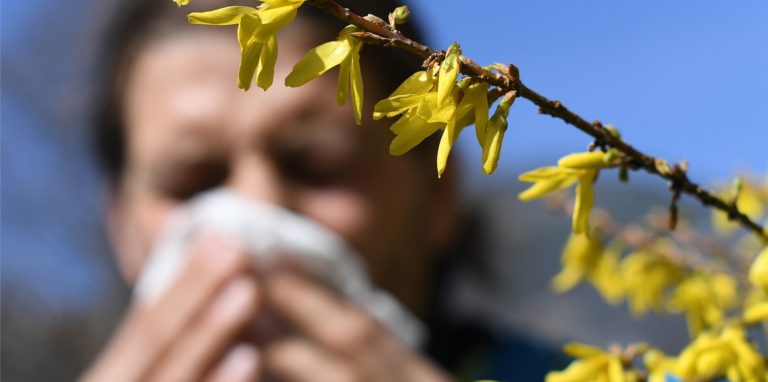 Mit frühlingshaften Temperaturen haben die Pollensaison und damit eine große Qual für viele Allergiker begonnen.